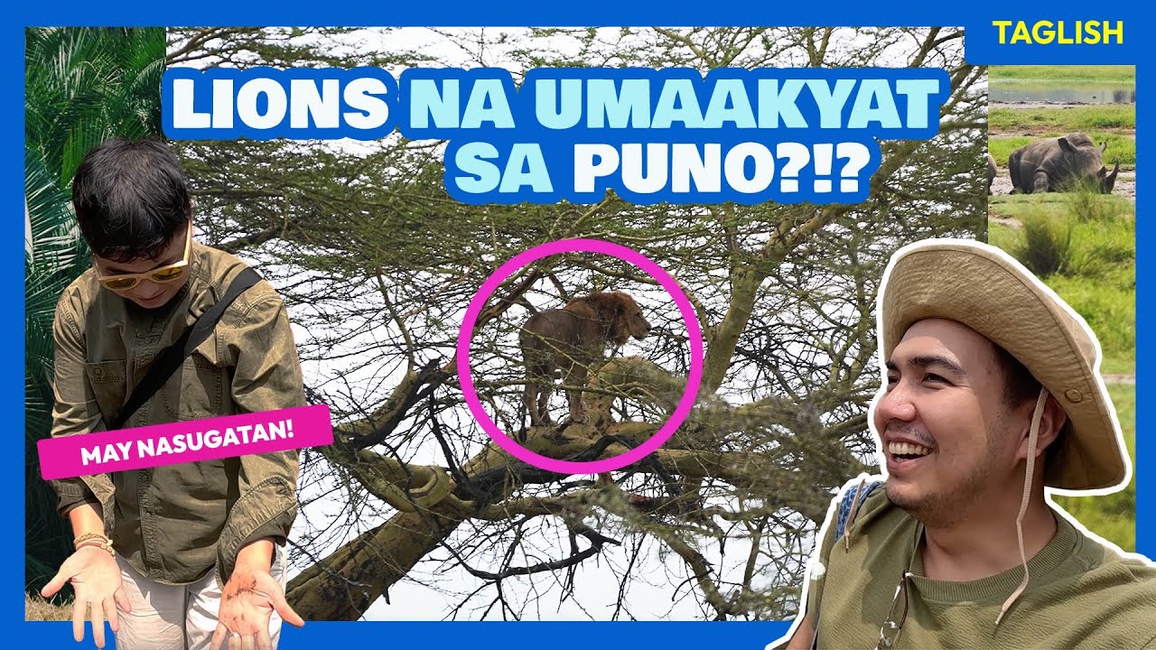KENYA SAFARI DAY 4: Lake Nakuru's Tree-Climbing Lions & Rhinos, Africa • The Poor Traveler Filipino