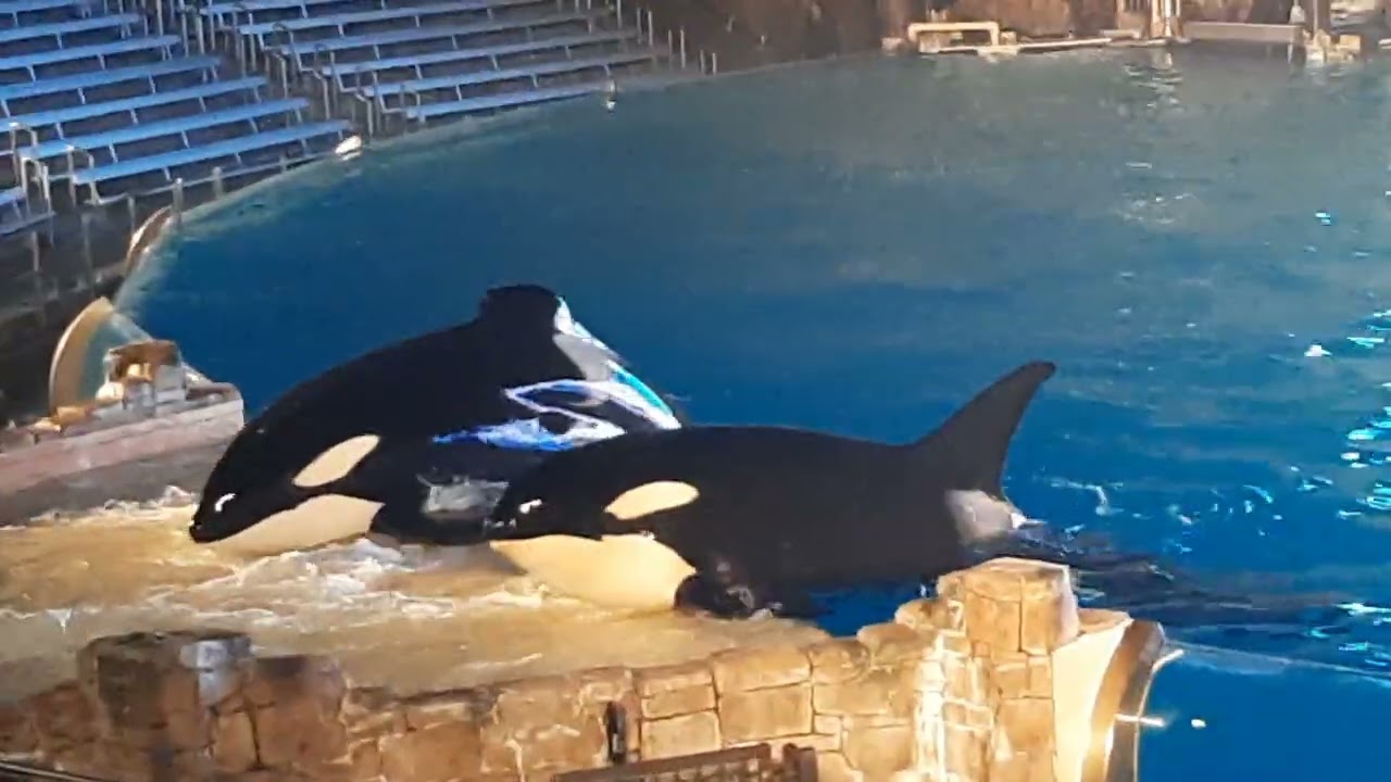 FEB 8 2026  SEA WORLD ORCA 