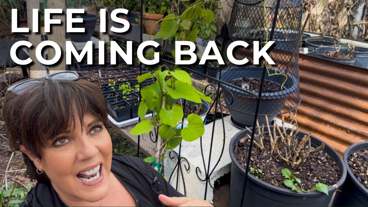Crunchy Brown Garden, New Green Hopes 🌿 Zone 10a Butterfly Garden Vlog