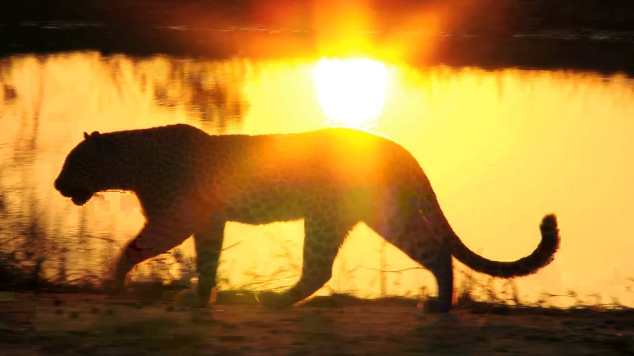 Yoga Nidra: Drinking the Shaman's Tea - Vision Quest - Shamanism Meditation #yoganidra #shamanism