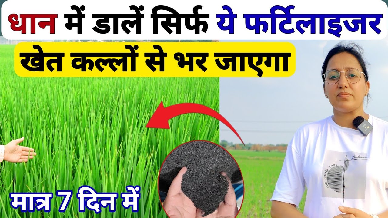धान में डाले ये फर्टिलाइजर खेत कल्लों से भर जाएगा | dhan ke kalle kaise badhaye | tillering in paddy