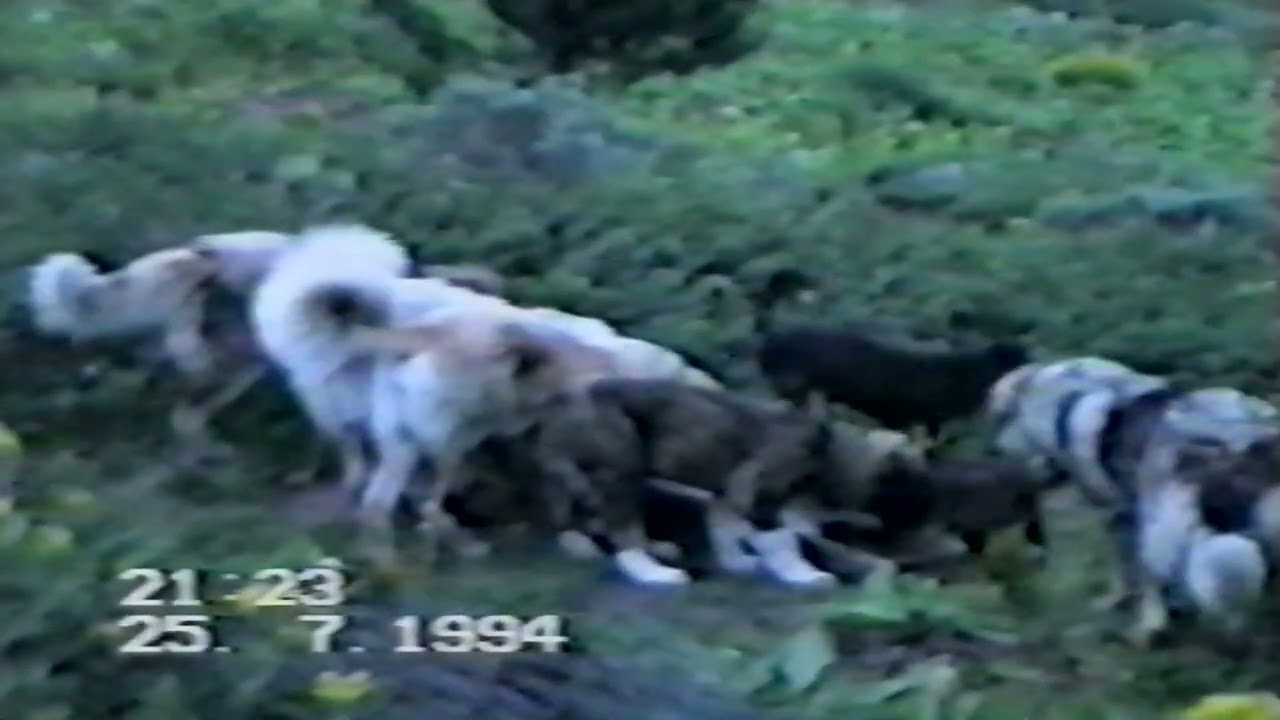 Тодоров Ден  Разлог 1994  част 2