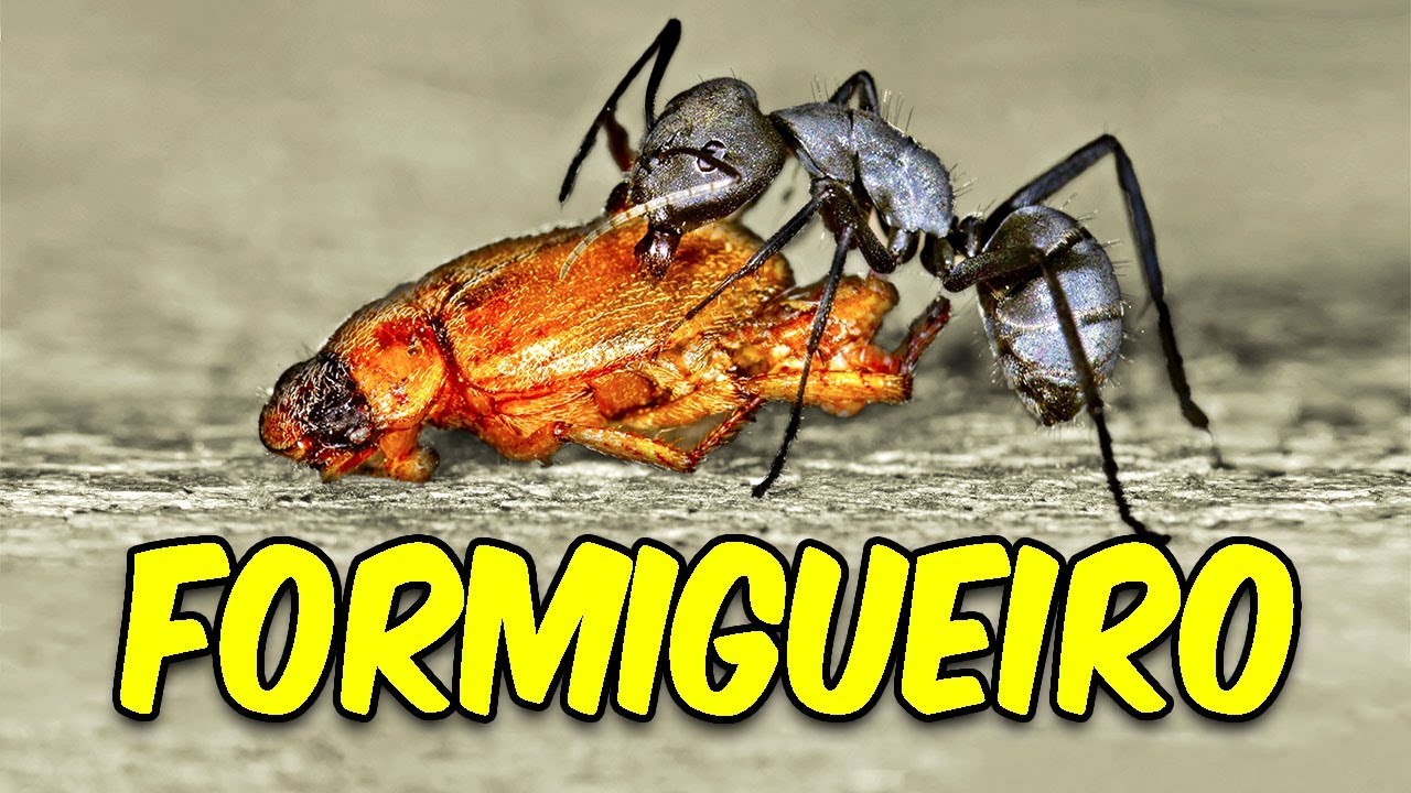 MEU LINDO FORMIGUEIRO | Empires of the Undergrowth #1