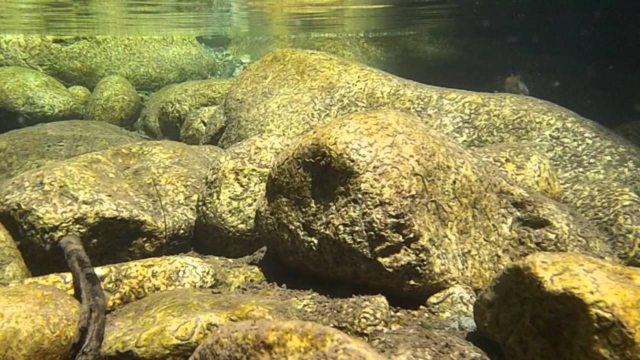Trout in Corsica, Les truites de Corse