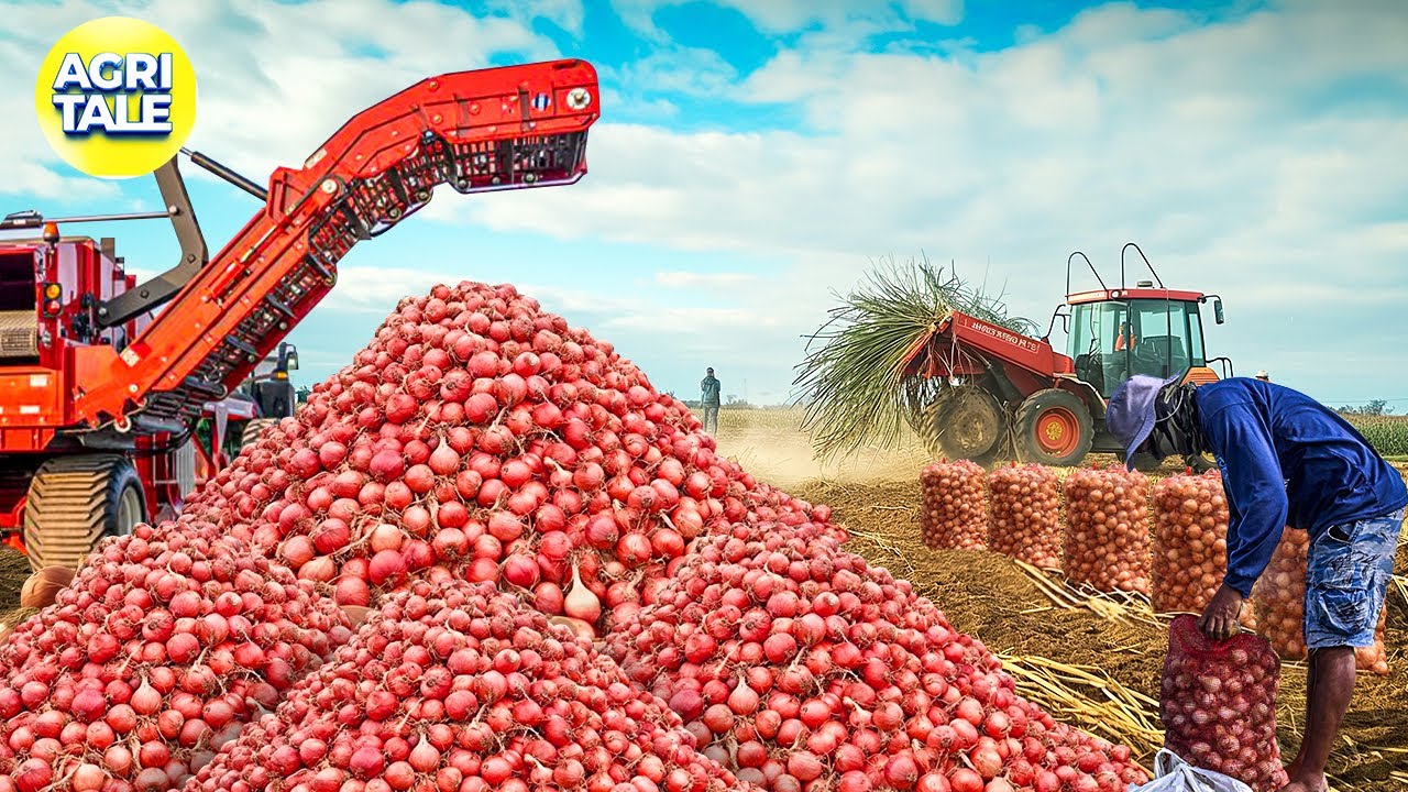 Onion Processing: A Cutting-Edge Revolution