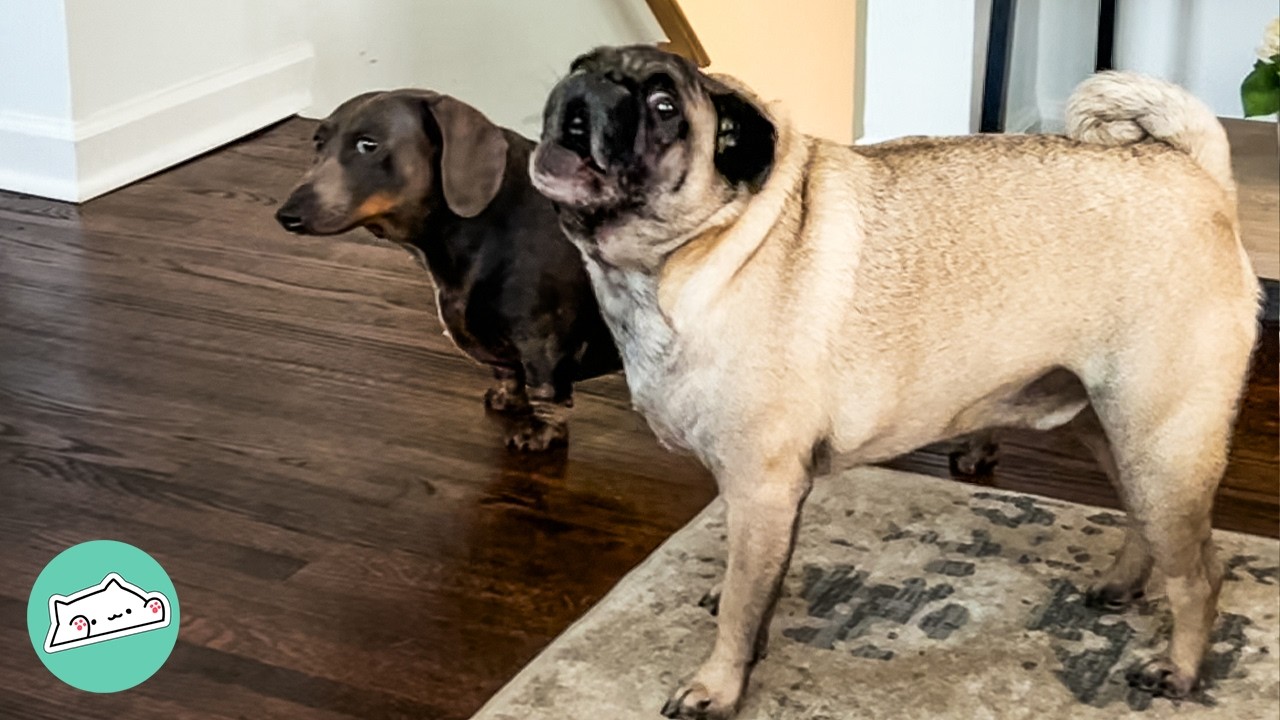 Pug Shocks His Family With Screams. Turns Out All is Good | Cuddle Buddies