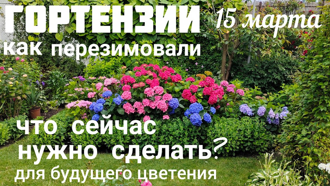 ГОРТЕНЗИИ 🌞15 марта 🌞как ПЕРЕЗИМОВАЛИ 💐 что нужно СДЕЛАТЬ ОБЯЗАТЕЛЬНО сейчас ☝️ обзор сада