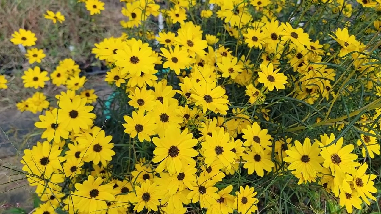 Helianthus cv. Autumn Gold