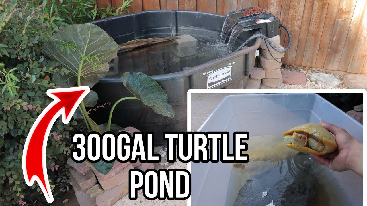 Building a 300gal Above Ground Pond for New ALBINO TURTLES!!