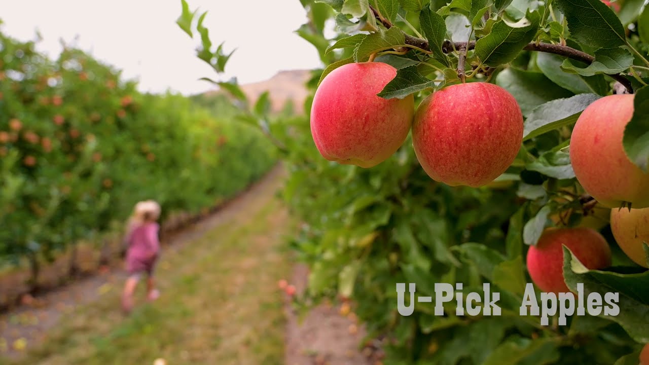 🍏Why Everyone Loves Autumn at Davison Orchards🍎🍂