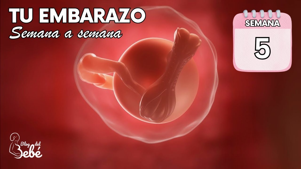 ❤️ Semana 5 de embarazo 🤰 S&iacute;ntomas, consejos y desarrollo del beb&eacute; | El embarazo semana a semana