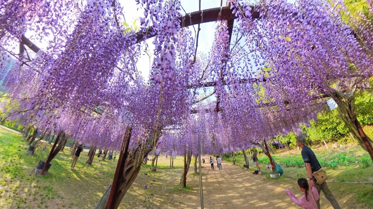 ・全国の「藤」が咲き競う日本一の『藤公園①』岡山県和気郡和気町
