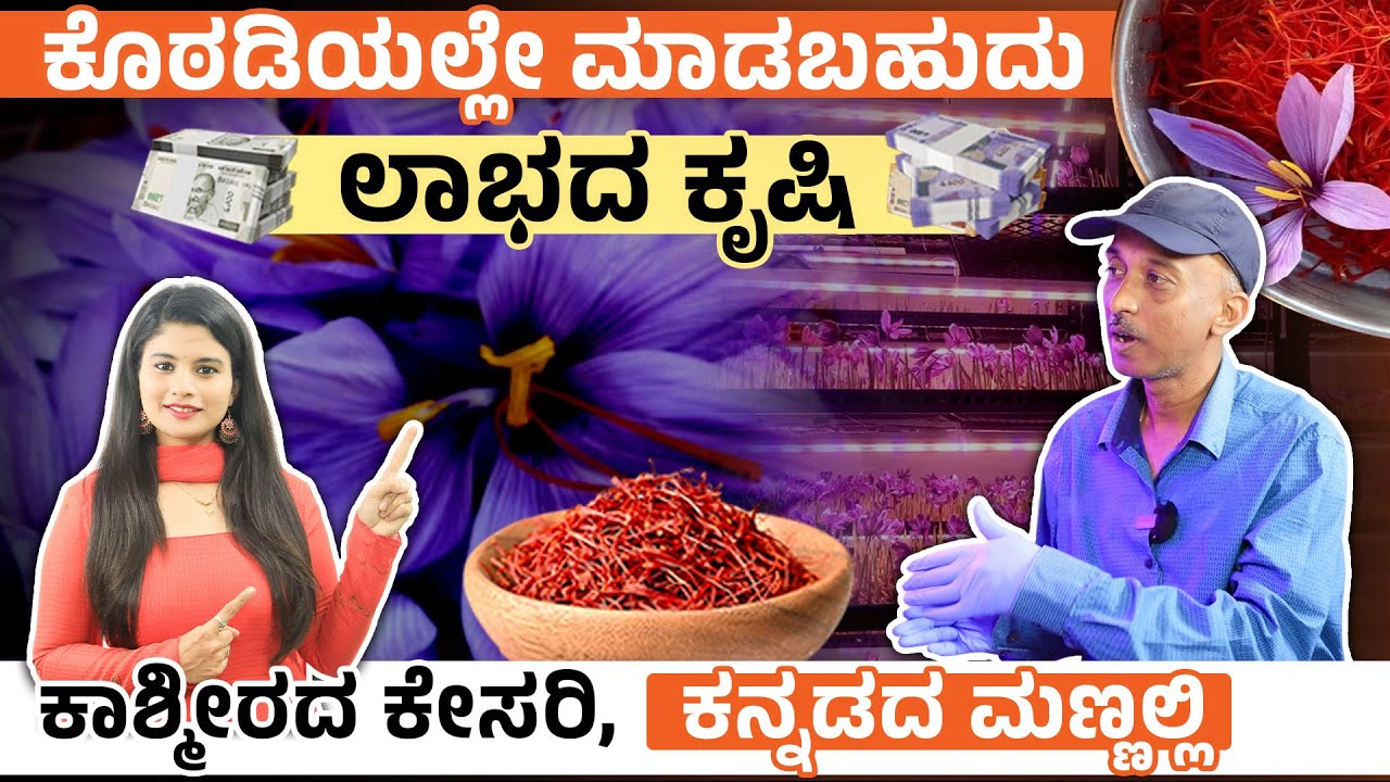 ಕೇಸರಿ ಬೆಳೆಯೋದು ಹೇಗೆ? ಯಾಕೆ ಕೇಸರಿ ತುಂಬಾ ದುಬಾರಿ? Step-by-Step Saffron Cultivation and Harvest Process