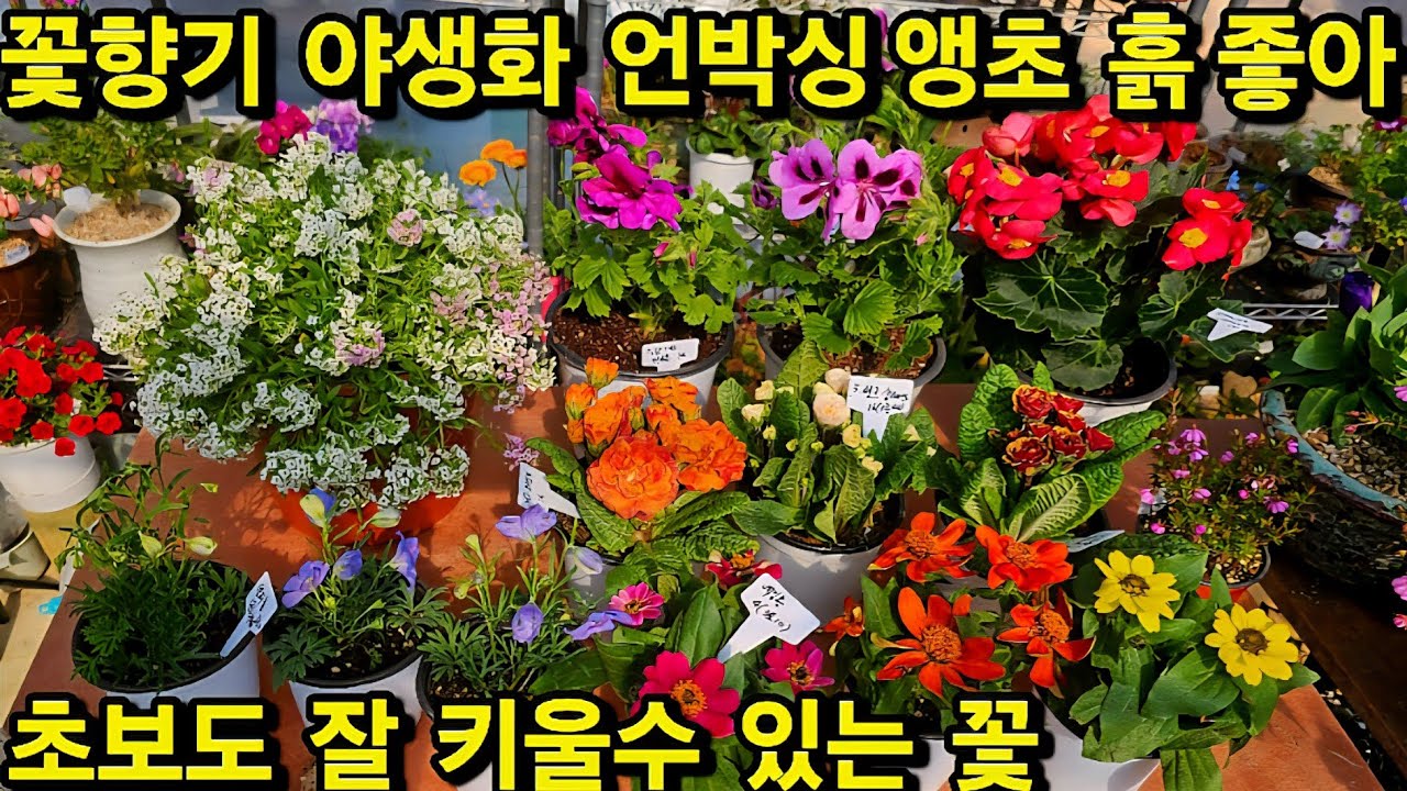 꽃향기 야생화 언박싱 초보자도 잘 키울수 있는 야생화들 향기는 덤