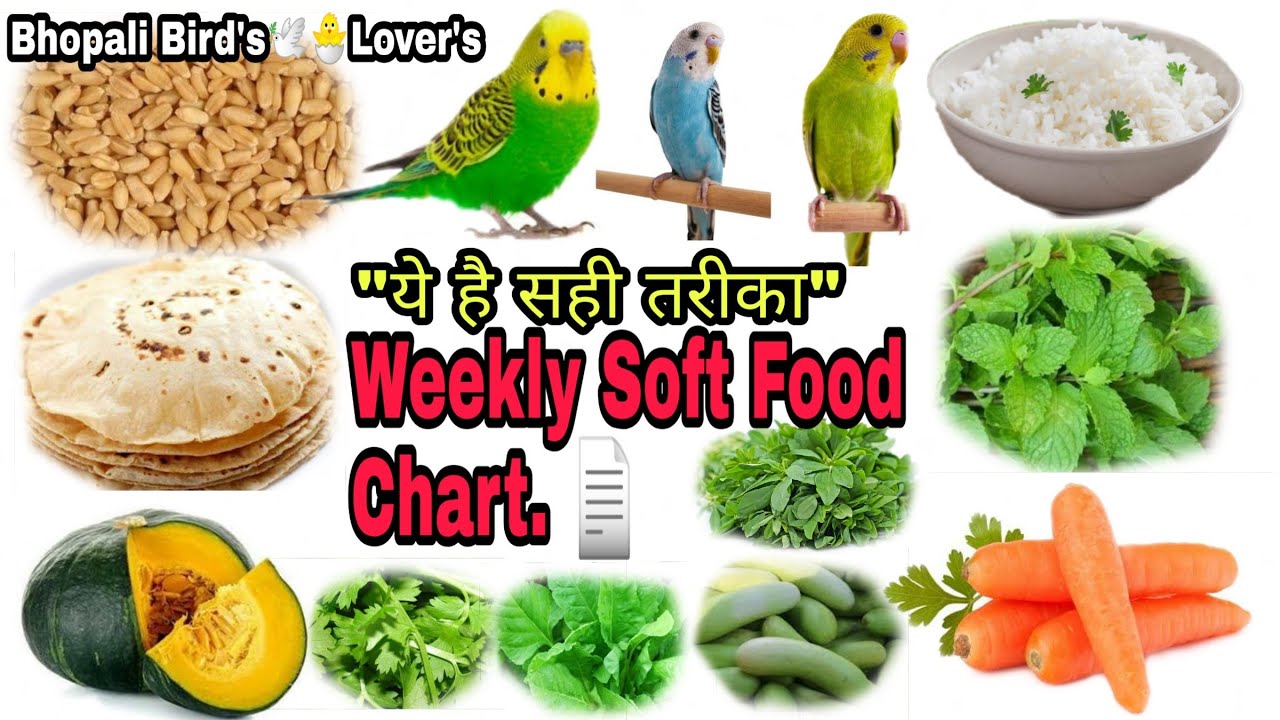 Budgies weekly soft food schedule//Bhopali Bird's Lover's