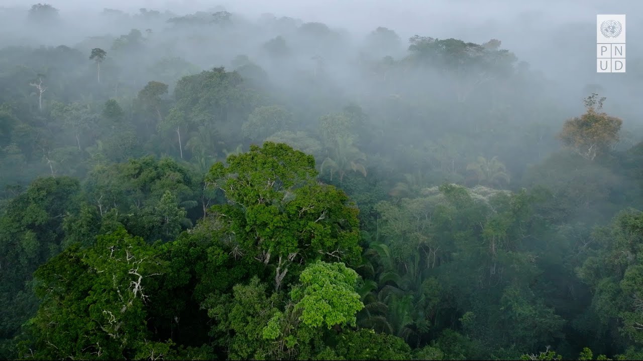 COP16 sur la biodiversit&eacute; &ndash;&nbsp;Quels sont les enjeux ?