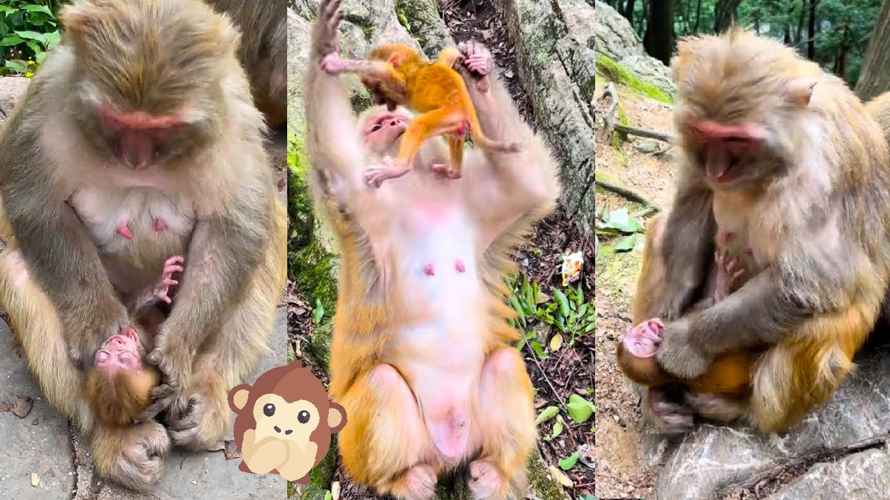 The newborn monkey had a bad mother who hurt her baby monkey every day.