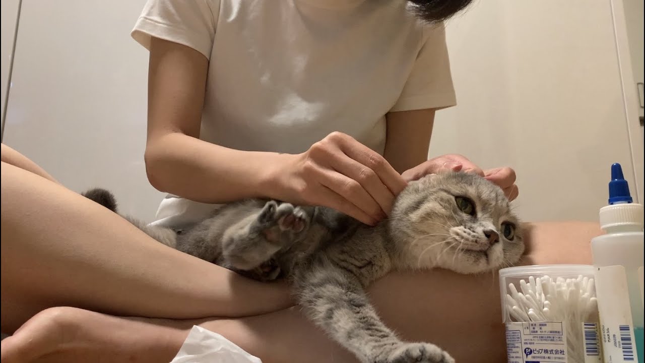 耳折れスコティッシュ猫の耳掃除はこうやります！