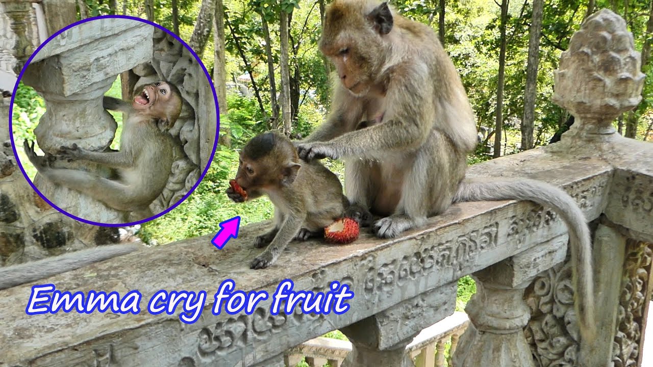 Oh please share...Poor baby Emma cry because she hungry but Mom Emila never give some fruit for her.