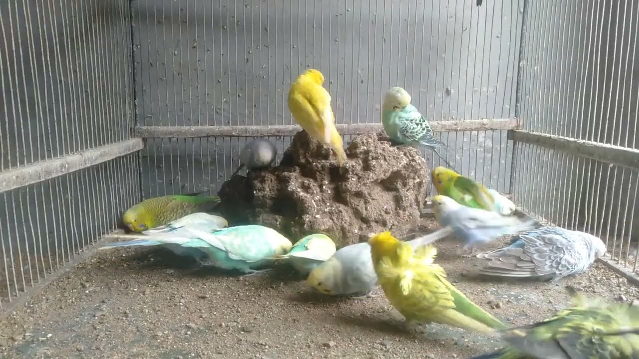 🏠 悩み続けたケージ問題、こうして解決しました