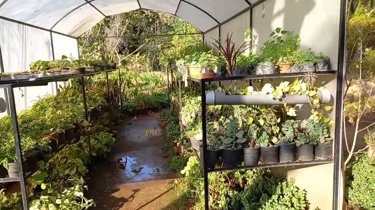 New Year, New Plants 🌿 | Nursery Visit