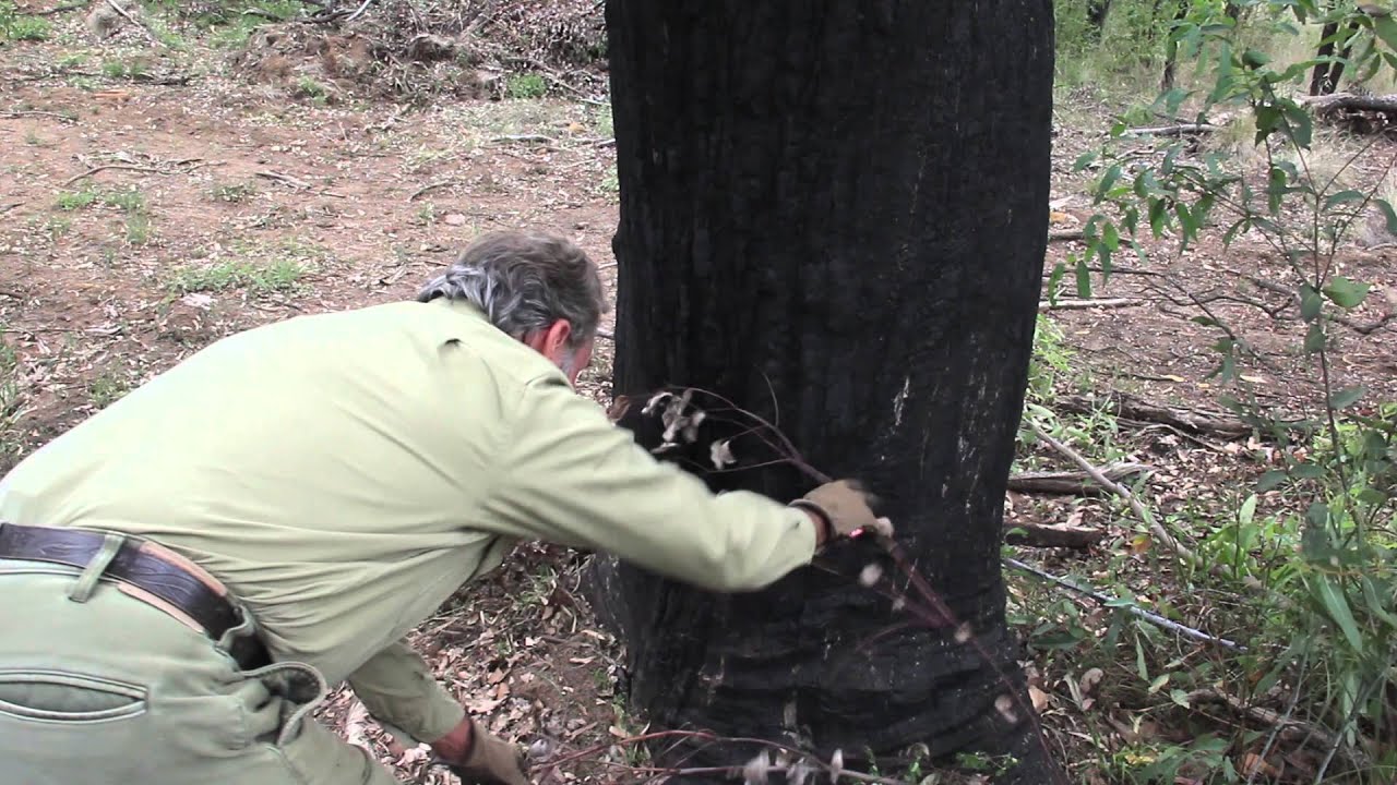 Wild dog management - setting wings
