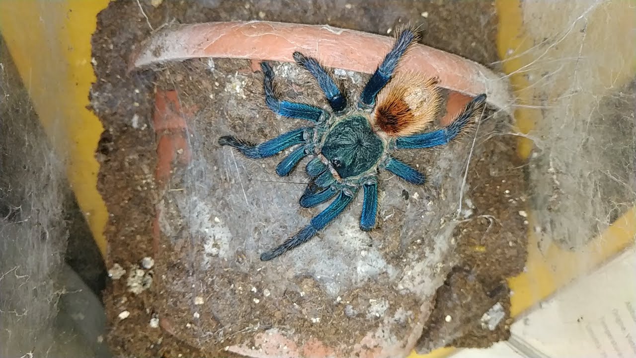 Scheda di allevamento Chromatopelma cyaneopubescens