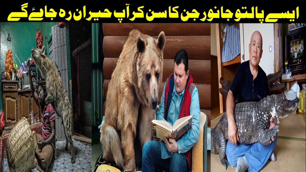 5 most unusual pets in the world in urdu/hindi - Info TV Channel