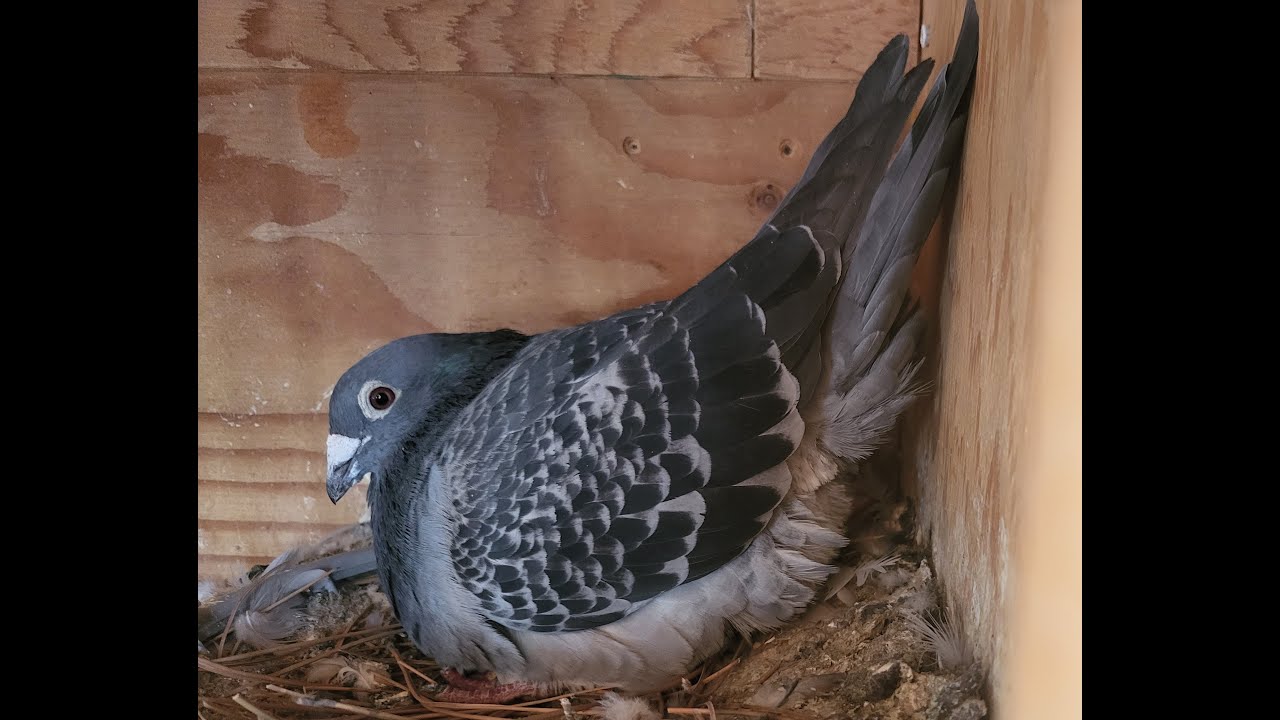 Off Color Racing Pigeons Introduction