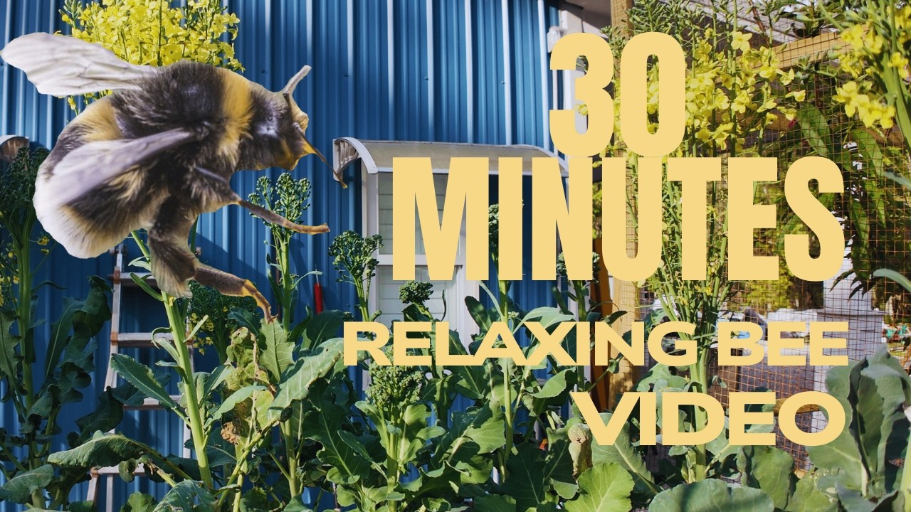 Relax and unwind with 30 minutes of peaceful bees gently pollinating flowers in a beautiful garden🐝🌸