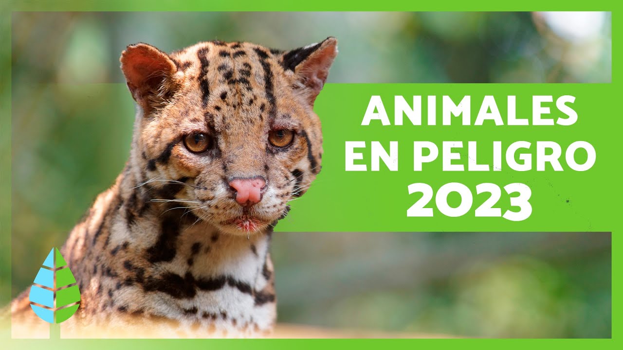 ANIMALES en PELIGRO de EXTINCIÓN 2023 🦏⚠️ (Top 10)