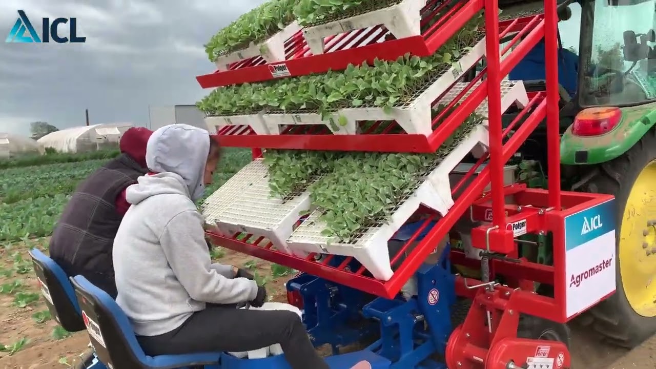 Kapusta w Igołomi - efekty nawożenia z AGROMASTER 💪
