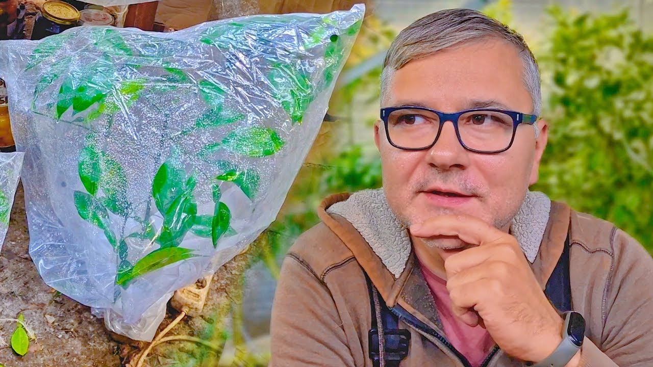 Укореняю лимонное дерево. Еще никто не смог! Необычный эксперимент. Большой черенок лимона.