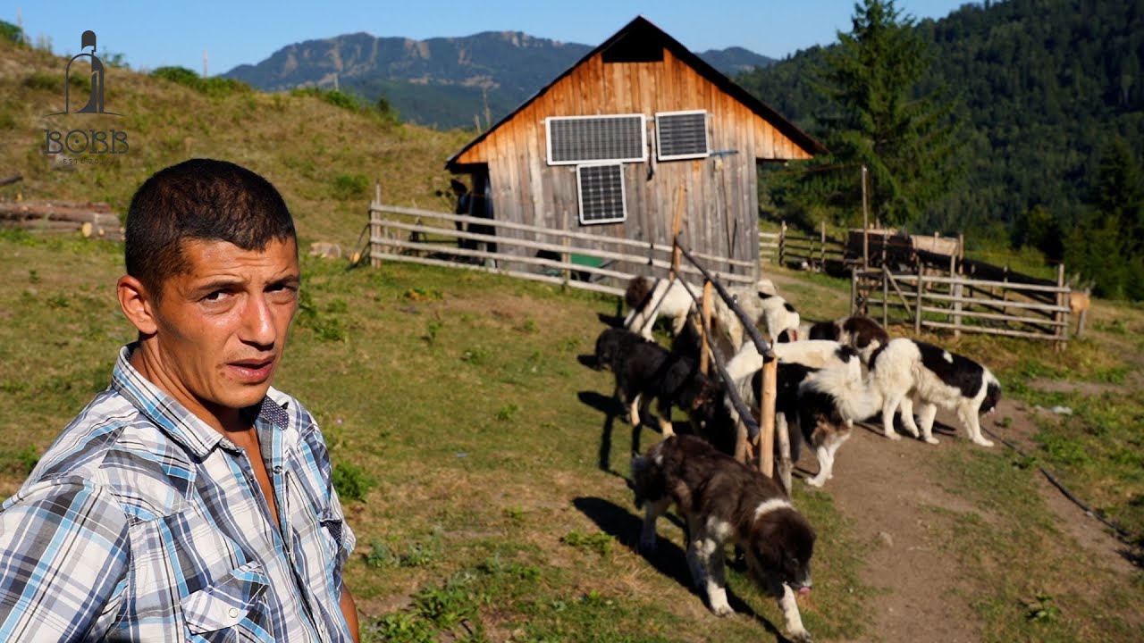 La stâna lui Mihai din muntele Beneș | Ciobăneștii de BUCOVINA | Cum înveți un câine de întors oile?