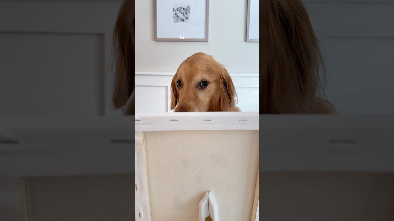 My dog painted a masterpiece!
