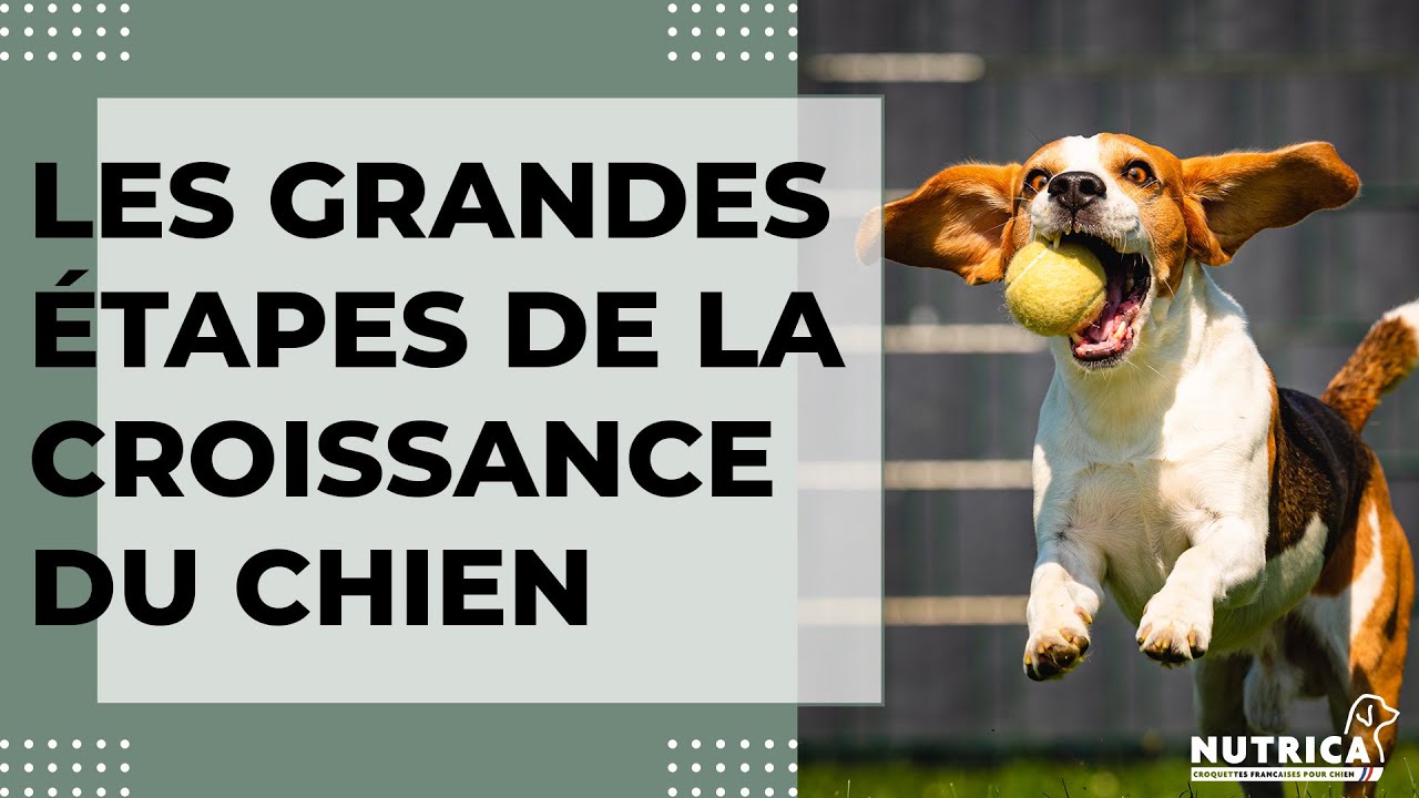 Quelles sont les grandes étapes de la croissance d'un chien