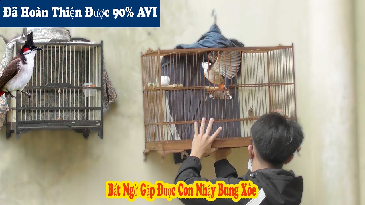 Sắp Hoàn Thiện Xong AVI || Đi Lên Xem Chim Chào Mào Hôm Nọ B.ẫy Sổng // Chiến Ơi