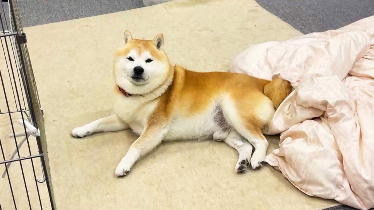 Napping Shibe heard a word that sounded similar to 