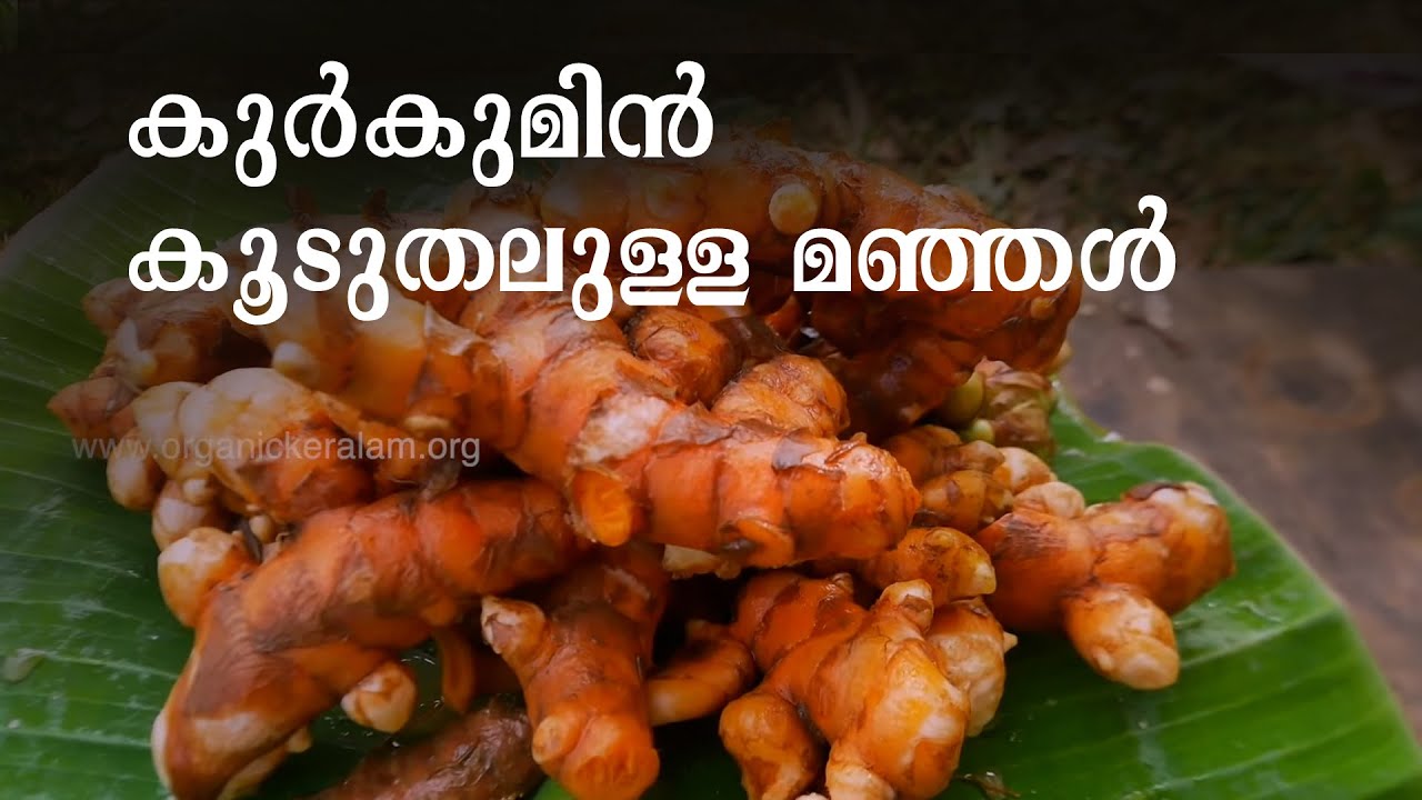 നിറവും മണവും വിളവും കൂടുതല്‍ | Turmeric Farming | Hybrid Variety | Pratibha Turmeric
