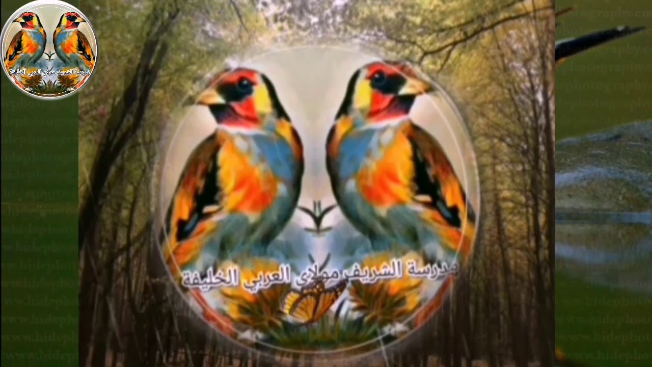 طائر سي أنس المقدم