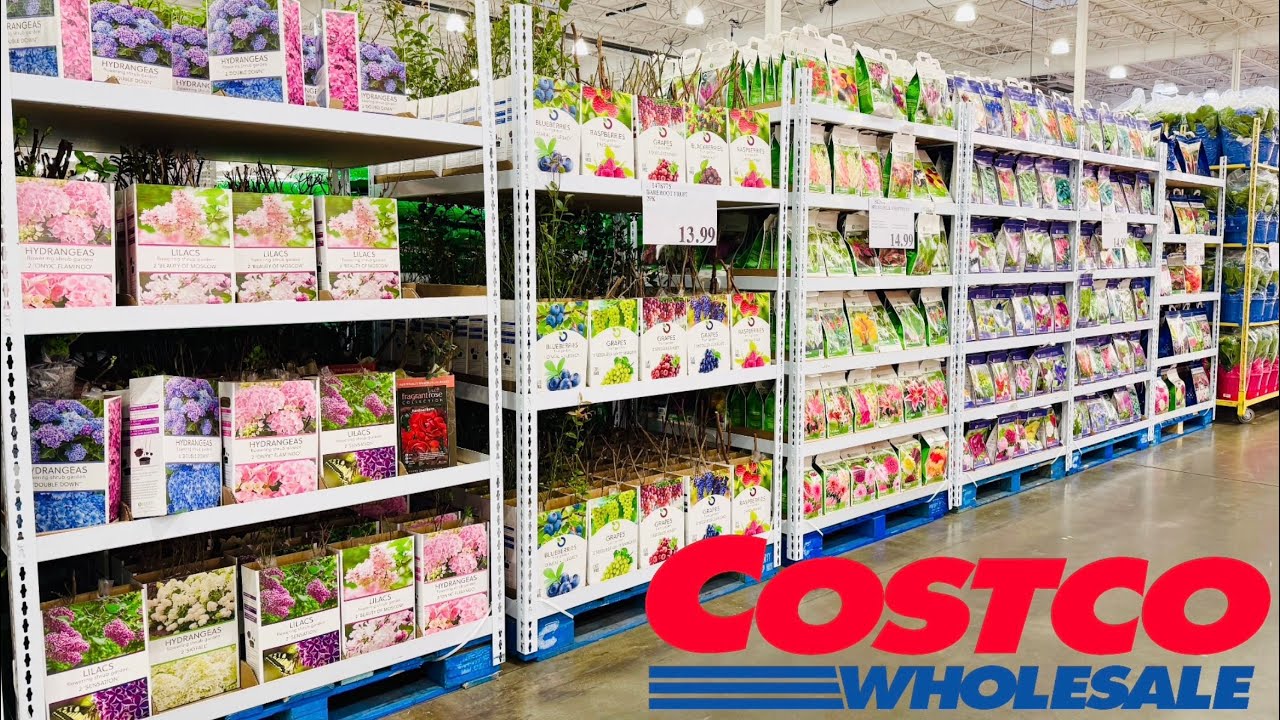 Costco Garden: Olive Tree, Lilac, Hydrangea, iris, clematis, astilbe, peony, alcea, hosta, phlox