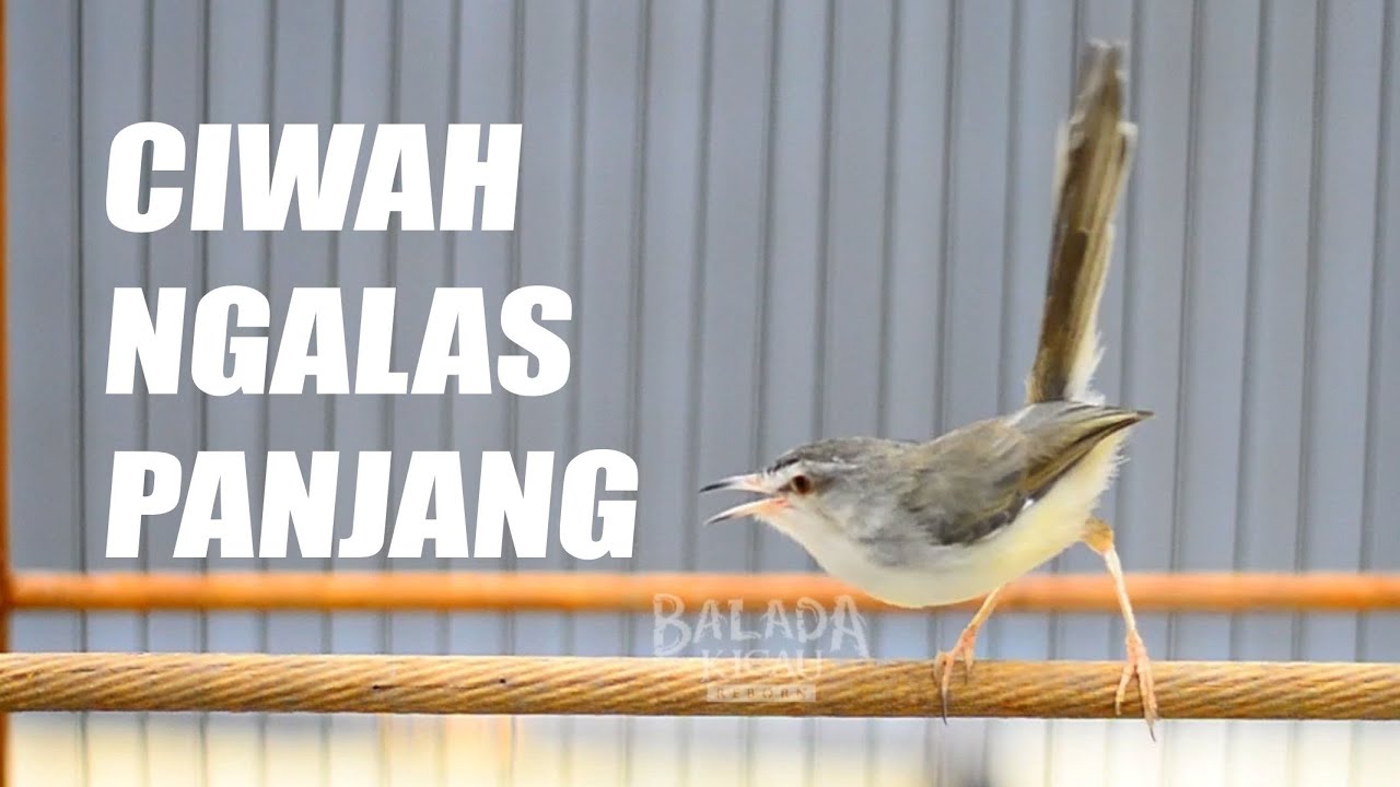 CIWAH GACOR NGALAS PANJANG