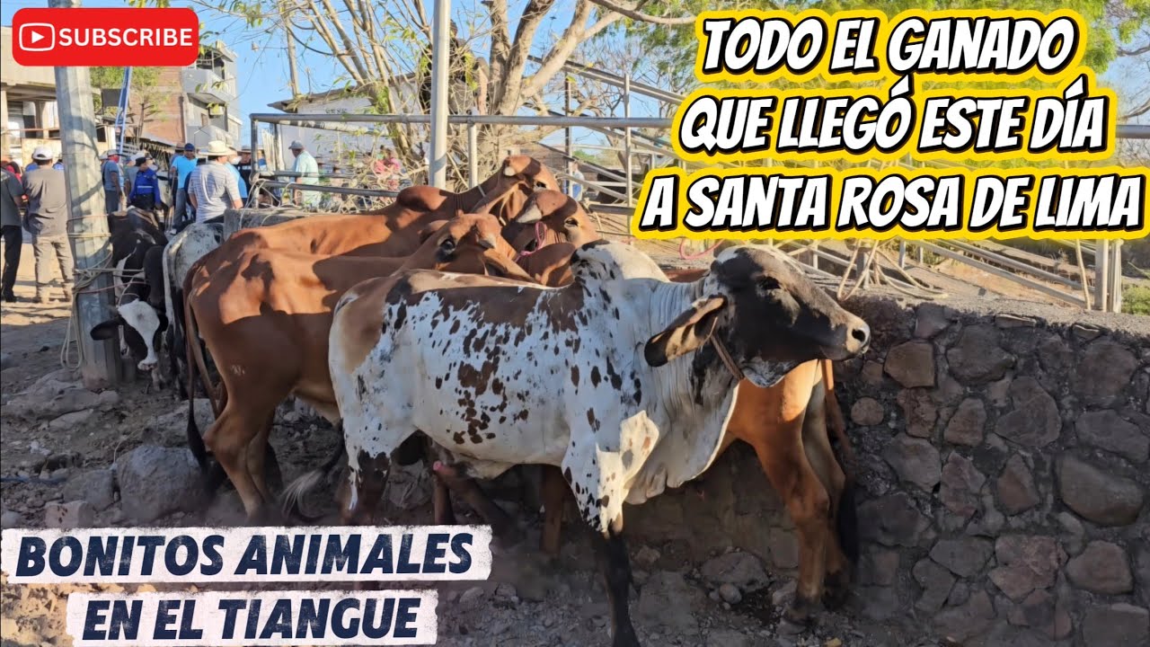 Tiangue en Santa Rosa De Lima La Unión El Salvador 