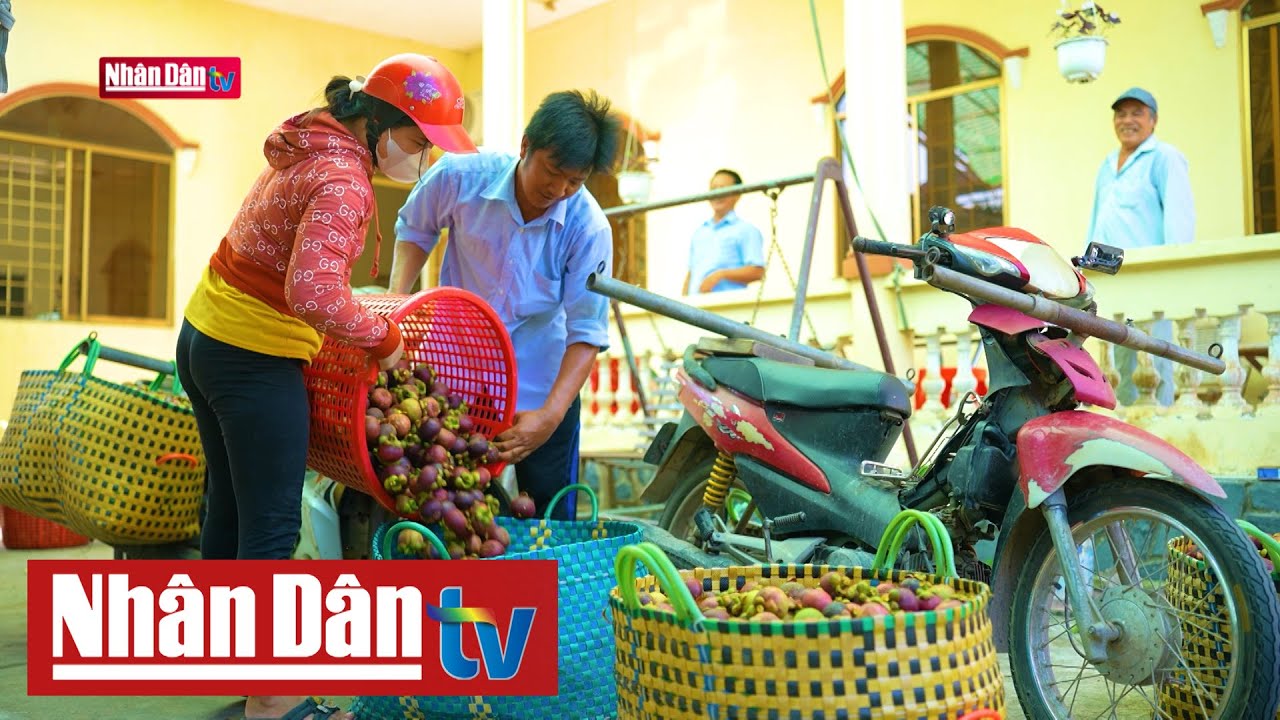 Cù lao Tân Quy mùa trái chín | Sắc màu phương Nam