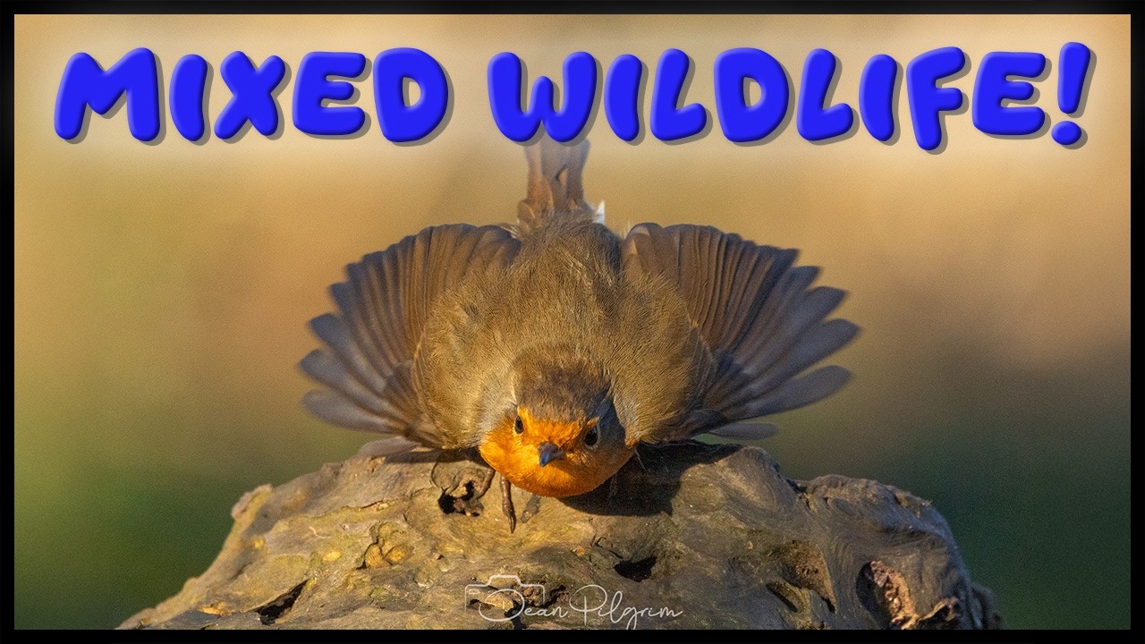 Wildlife Photography in Tehidy Woods, Cornwall