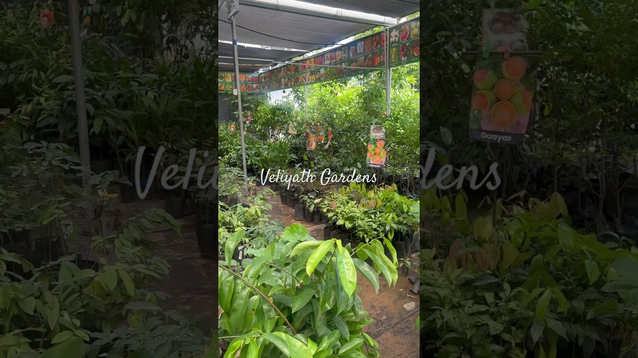 Veliyath gardens hybrid fruit plant nursery 🥑🥭🫒🫐🥥🍅
