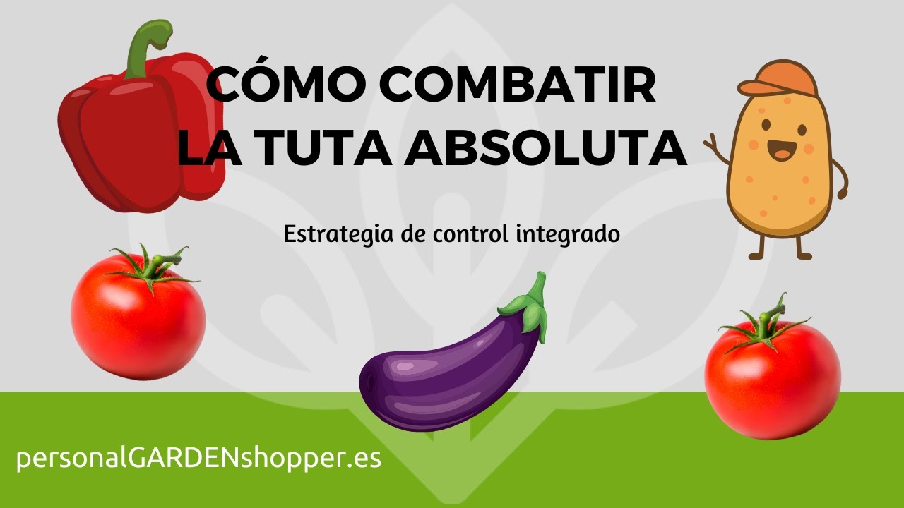 C&oacute;mo combatir la Tuta absoluta