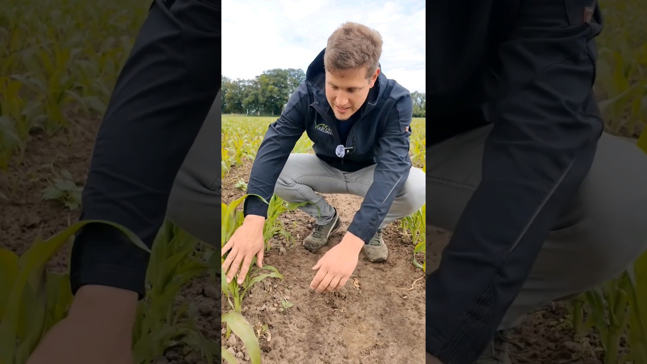 Nach 1 Woche?? Ergebnis der Bandspritzung 🔍#landwirtschaft #landtechnik