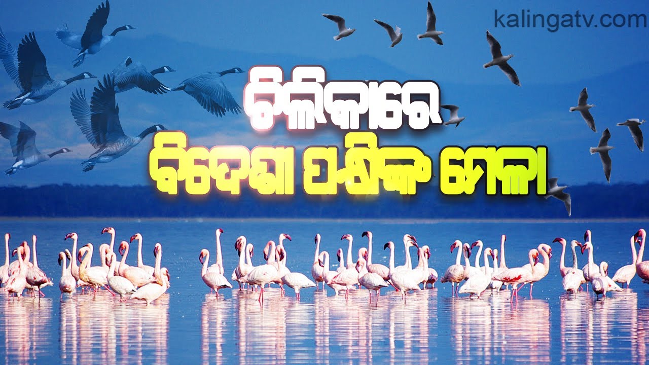 Migratory Birds Start Arriving In Chilika Lake In Odisha || KalingaTV