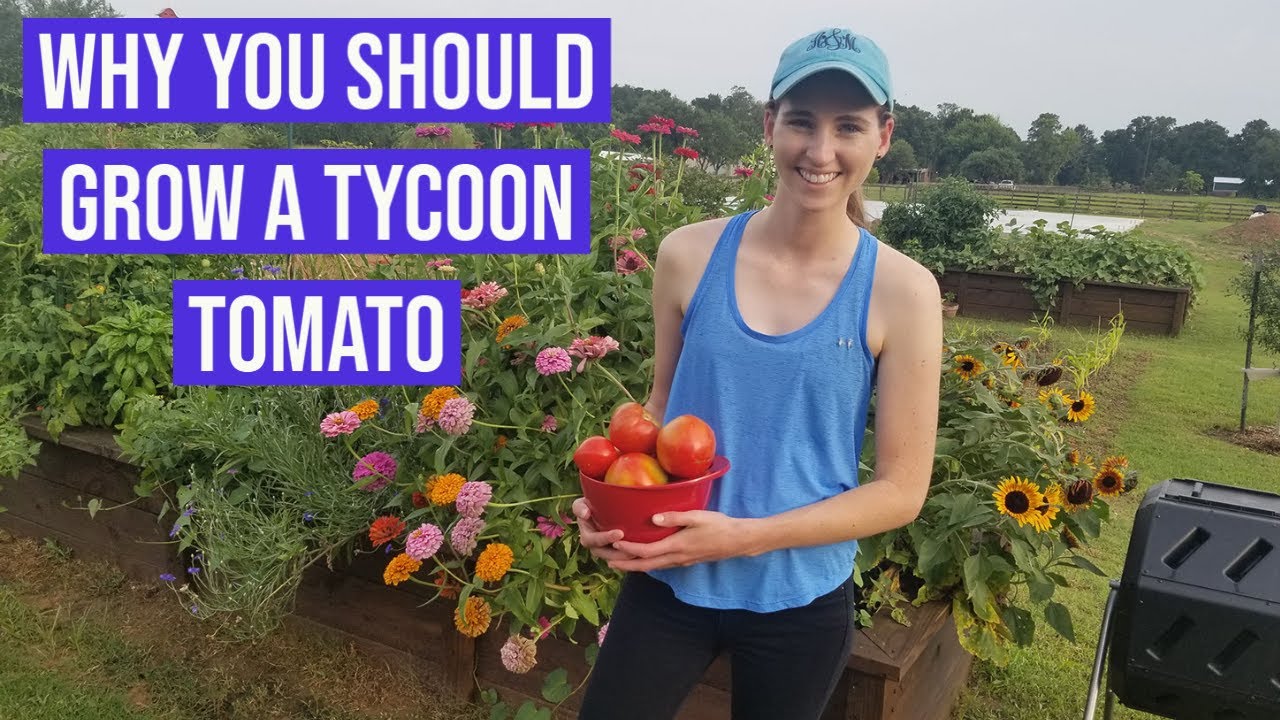 Why you should grow a TYCOON TOMATO!